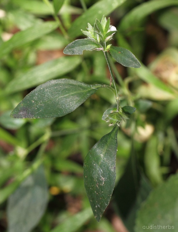 Rungia pectinata fullplant7.jpg